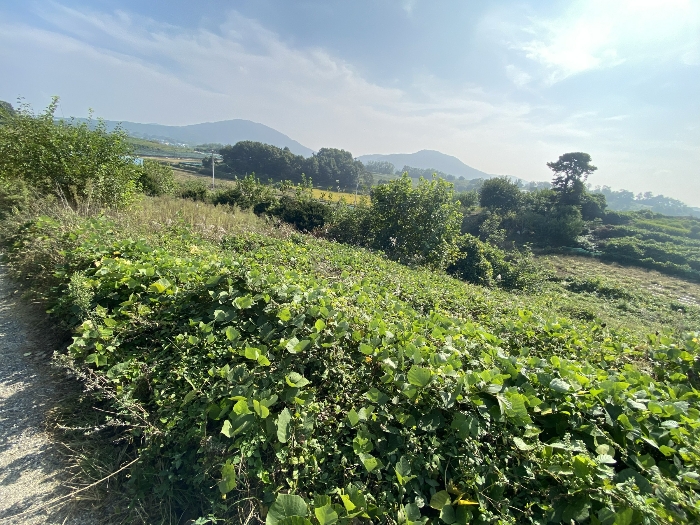 물건 사진 59