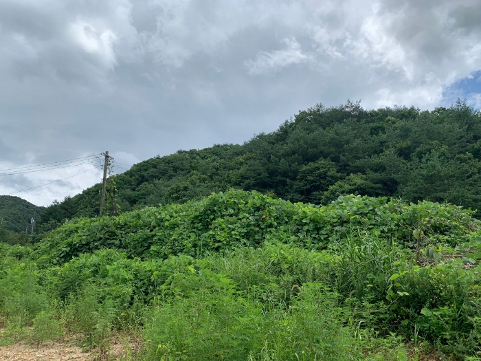 물건 사진 53