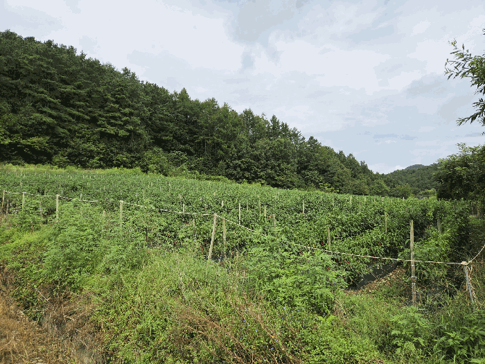 물건 사진 24