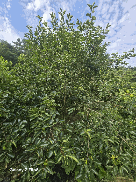 물건 사진 13