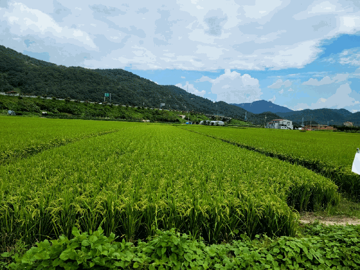 물건 사진 24