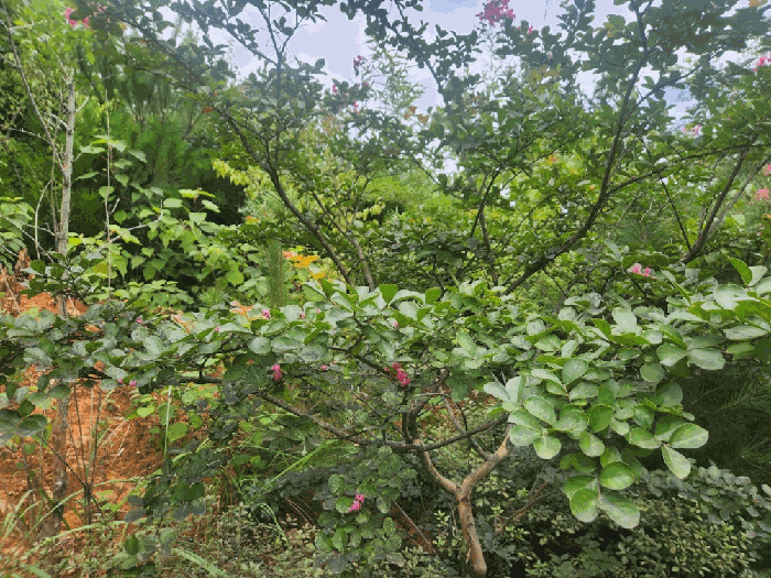 물건 사진 15