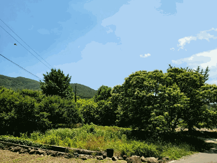 물건 사진 50