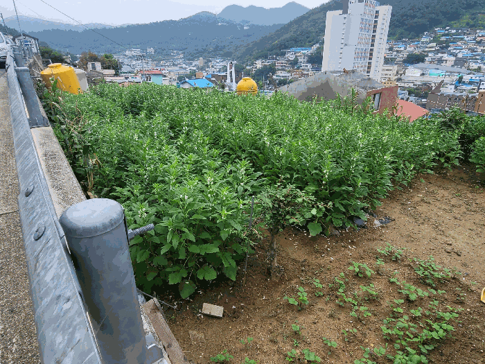물건 사진 13