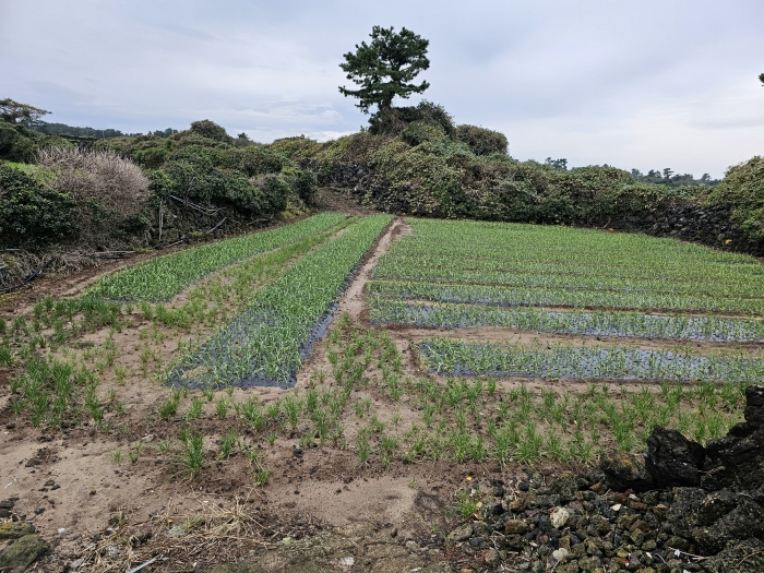 물건 사진 50